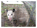 opossum2